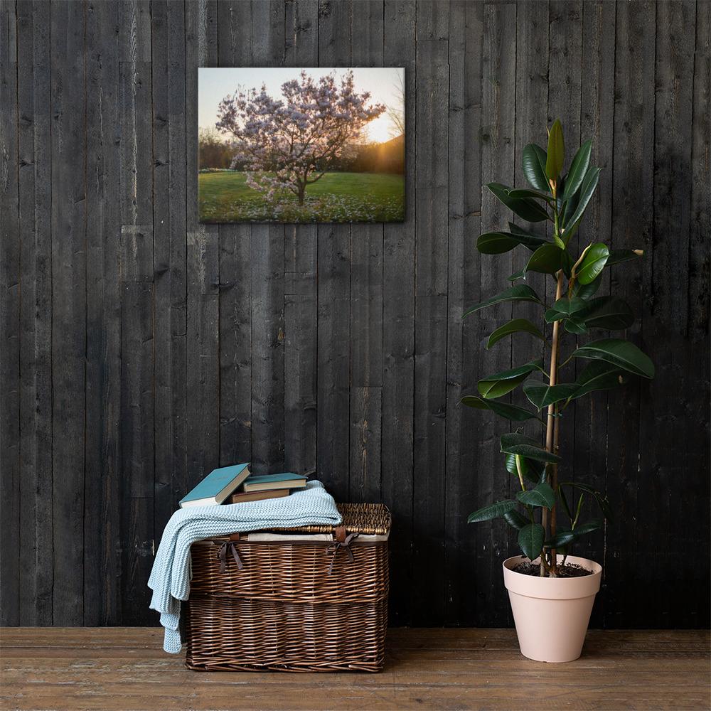 English Cherry Tree in Blossom by Jeremy Foxx - Pro Travel Gear ShopArtClassic Nomadic Man