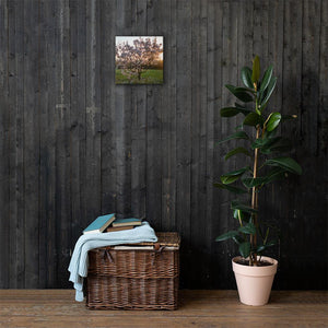 English Cherry Tree in Blossom by Jeremy Foxx - Pro Travel Gear ShopArtClassic Nomadic Man