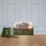 English Cherry Tree in Blossom by Jeremy Foxx - Pro Travel Gear ShopArtClassic Nomadic Man