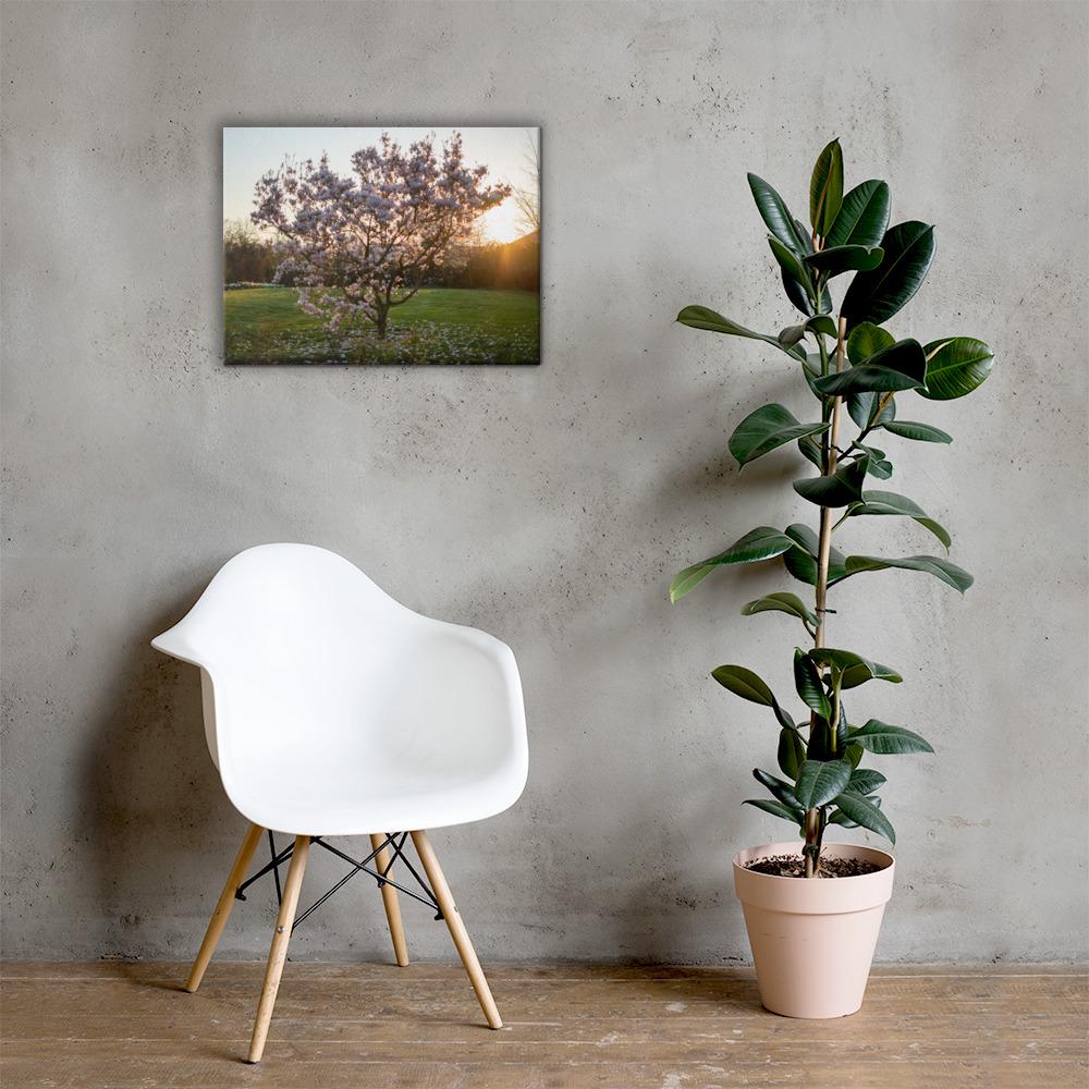 English Cherry Tree in Blossom by Jeremy Foxx - Pro Travel Gear ShopArtClassic Nomadic Man