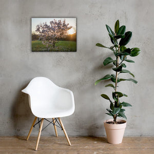 English Cherry Tree in Blossom by Jeremy Foxx - Pro Travel Gear ShopArtClassic Nomadic Man