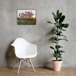 English Cherry Tree in Blossom by Jeremy Foxx - Pro Travel Gear ShopArtClassic Nomadic Man