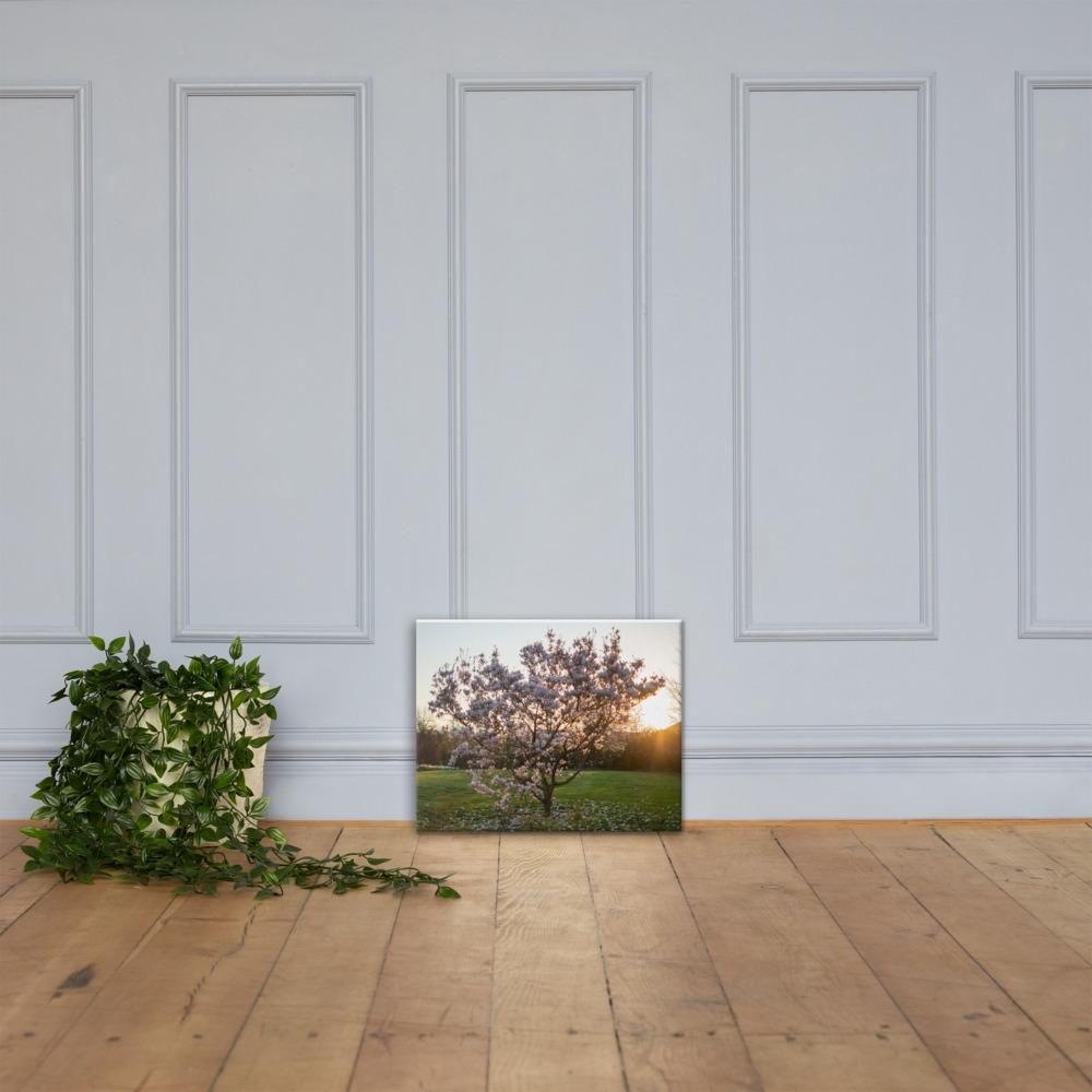 English Cherry Tree in Blossom by Jeremy Foxx - Pro Travel Gear ShopArtClassic Nomadic Man