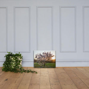 English Cherry Tree in Blossom by Jeremy Foxx - Pro Travel Gear ShopArtClassic Nomadic Man