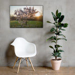 English Cherry Tree in Blossom by Jeremy Foxx - Pro Travel Gear ShopArtClassic Nomadic Man