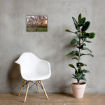 English Cherry Tree in Blossom by Jeremy Foxx - Pro Travel Gear ShopArtClassic Nomadic Man