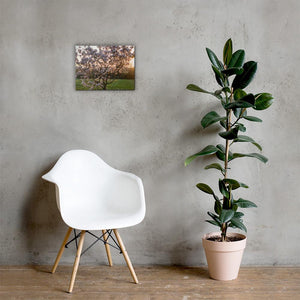 English Cherry Tree in Blossom by Jeremy Foxx - Pro Travel Gear ShopArtClassic Nomadic Man