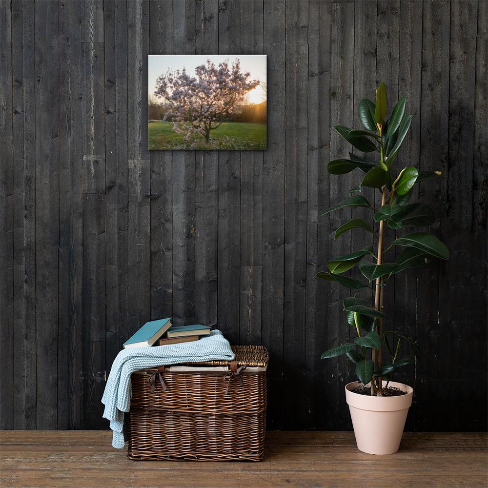 English Cherry Tree in Blossom by Jeremy Foxx - Pro Travel Gear ShopArtClassic Nomadic Man