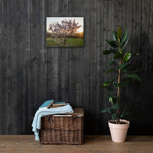 English Cherry Tree in Blossom by Jeremy Foxx - Pro Travel Gear ShopArtClassic Nomadic Man