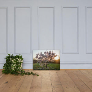 English Cherry Tree in Blossom by Jeremy Foxx - Pro Travel Gear ShopArtClassic Nomadic Man