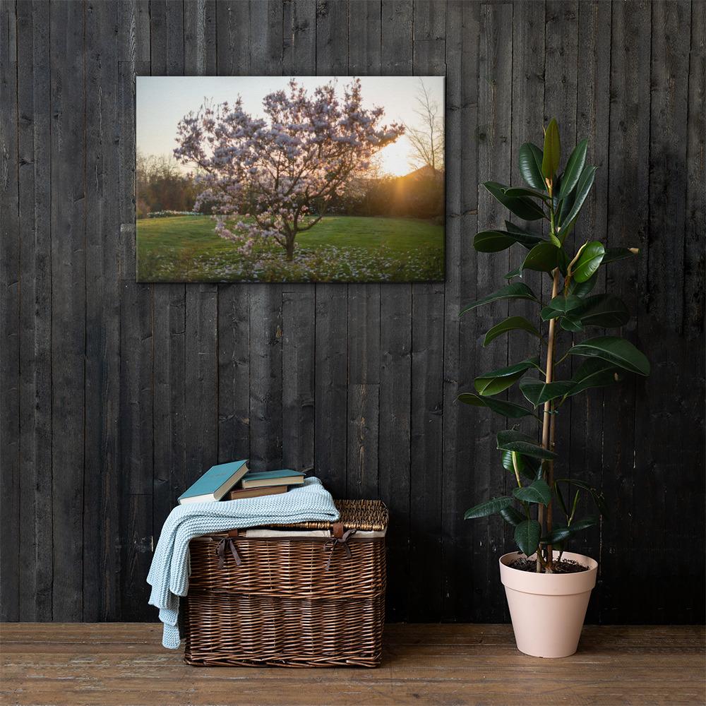 English Cherry Tree in Blossom by Jeremy Foxx - Pro Travel Gear ShopArtClassic Nomadic Man